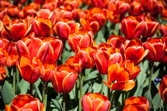 Red Tulips, Floriade, Canberra AU