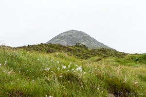 Diamond Hill over wildflowers and grasses, Connemara National Park