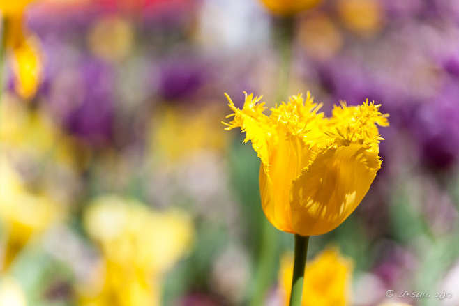 Single Yellow Tulip, Floriade Canberra AU