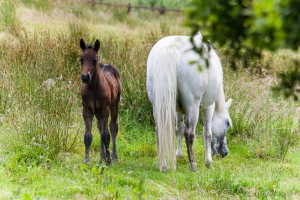 Connemara Ponies: chestnut cold, grey mare, Connemara National Park