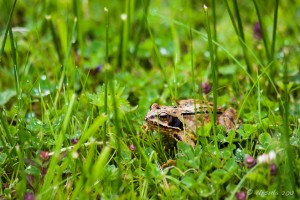 Yellow-brown frog in very green grass, Connemara National Park
