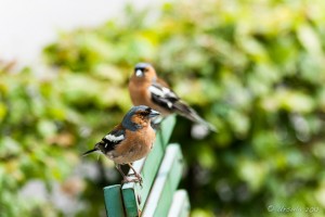 Two Chaffinch on a bench back, Kylemore Abbey, Ireland