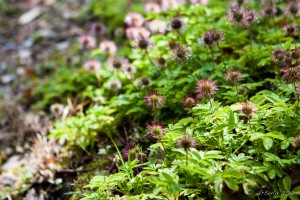 Closeup of round-top flowers, Kylemore Abbey