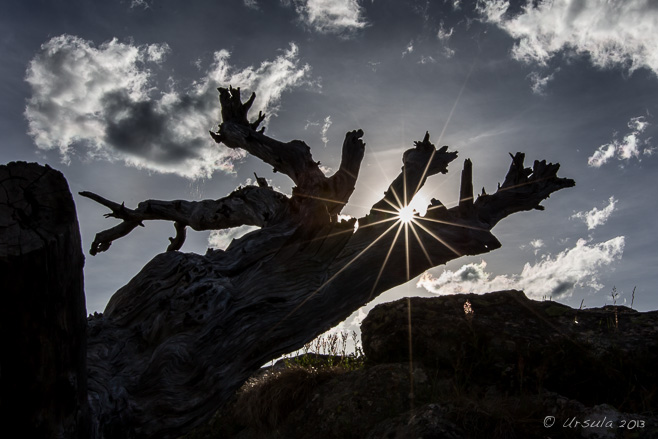 Sunburst through broken tree stumps. Charlotte