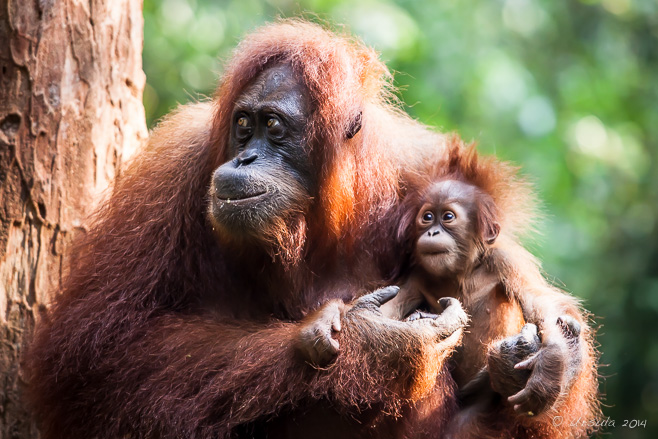 Portrait of a Sumatran Urangutan 