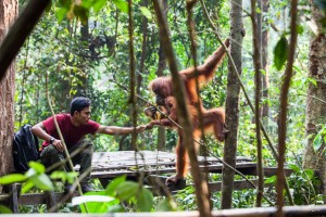 Indonesian Ranger and an orang-utan with a baby on a feeding platform, Gunung Leuser National Park