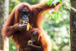 A female Sumatran orang-utan and her baby, eating bananas, Gunung Leuser National Park
