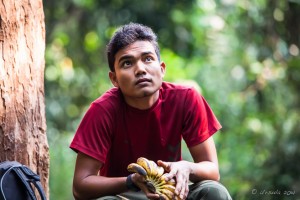 Park Ranger holding a bunch of bananas, feeding platform, Gunung Leuser National Park.