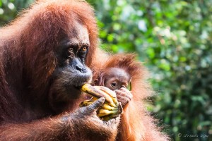 Portrait of a sumatran orang-utan with her baby, Gunung Leuser National Park, Indonesia