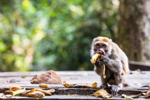 Injured male crab-eating macaque eating on the feeding platform, Gunung Leuser National Park, Indonesia