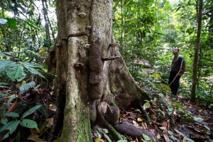 Thick tree trunk in the jungle, Gunung Leuser National Park