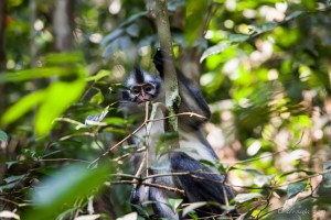 Thomas Leaf Monkey in the foliage, Gunung Leuser National Park