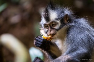 Portrait: Thomas Leaf Monkey, Gunung Leuser National Park