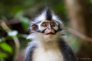 Portrait: Thomas Leaf Monkey, Gunung Leuser National Park