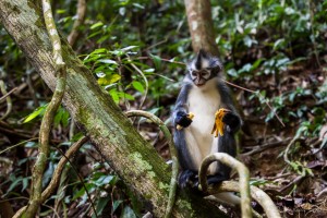 Thomas Leaf Monkey holding a banana peel, Gunung Leuser National Park