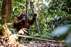 An adult female orang-utan walking on the jungle floor, Gunung Leuser National Park.