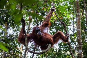 An adult female orang-utan swinging on jungle vines, Gunung Leuser National Park.