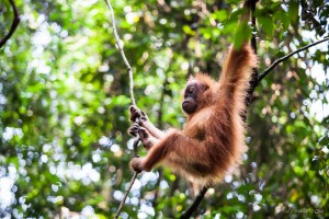 Four-Year-Old orang-utan swinging in the jungle, Gunung Leuser National Park.
