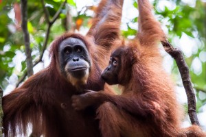 Adult female orangutan with a nursing juvenile at her breast, Gunung Leuser National Park.