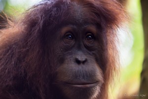 Closeup: young adult orang-utan, Gunung Leuser National Park.