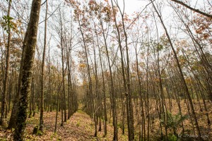 Young Rubber Plantation, Bukit Lawang, Indonesia