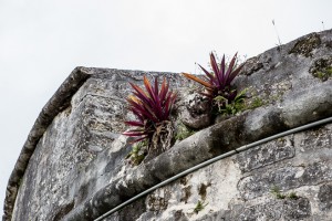 Succulent Plants growing on Fort Fincastle, Nassau