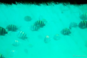 Fish seen through a thick window in a semi-submarine, Nassau The Bahamas