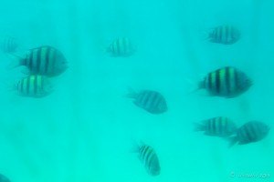Fish seen through a thick window in a semi-submarine, Nassau The Bahamas