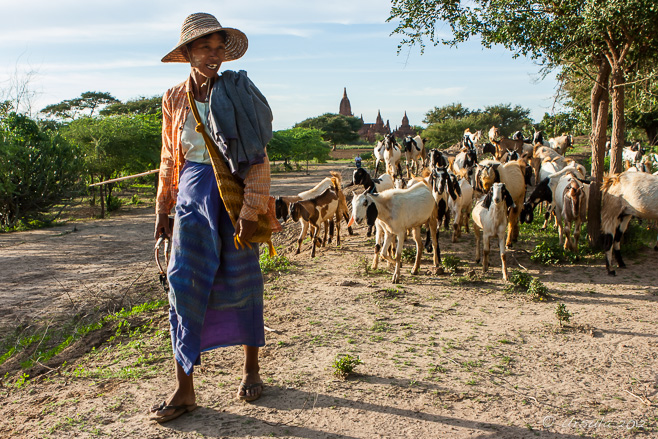 A Burmese woman herding her goats across the plains of Bagan.