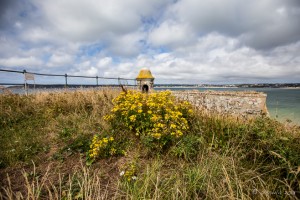 Flowers on the Corner