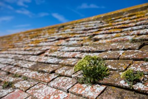 Weeds on rust and lichen covered Roof tiles, Elizabeth Castle Jersey