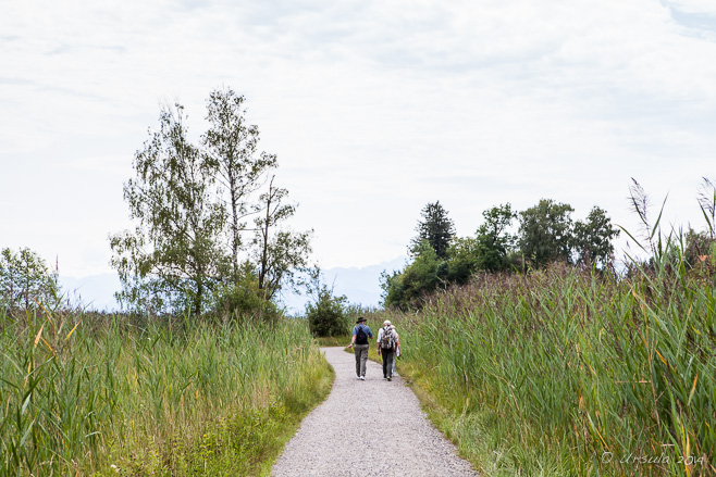 Two men walking on a pathway through tall grass, Pfäffikersee Lake Pfäffikon