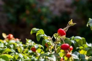 Ripe Rose Hips, Mont Orgueil Castle