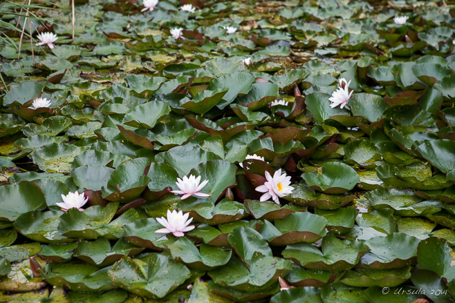 Pink Water Lilies, Lake Pfäffikon , Switzerland