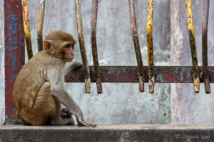 Rhesus Macaque, Mount Popa, Myanmar
