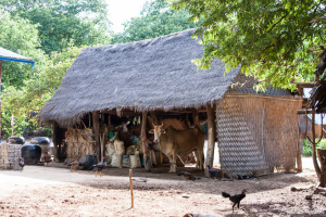 Cow in the Barn