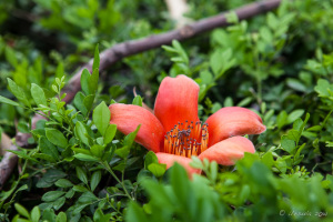Red cotton tree flower against green foliage, Quanzhou China