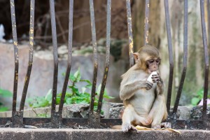 Rhesus Macaque eating banana, Popa, Myanmar