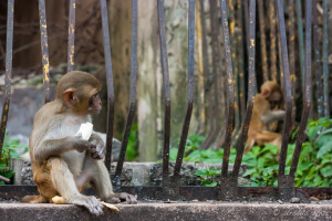 Rhesus Macaque, Mount Popa, Myanmar