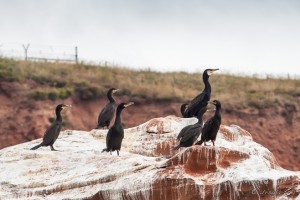 Cormorants, Straight Point, Jurassic Coast, Exmouth, UK