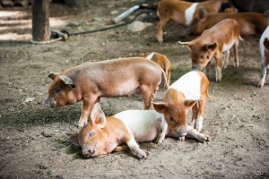 Pigs in the Yard