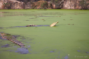 Crocodile in the Swamp, Asam Kumbang, North Sumatra, Indonesia