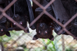 Bats in a cage, North Sumatra, Indonesia