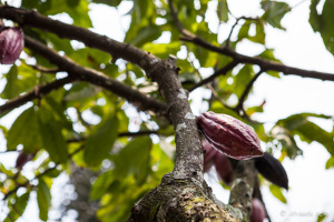 Cocoa pods on a branch, North Sumatra, Indonesia