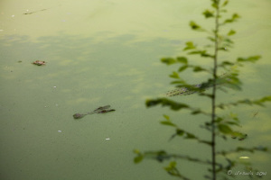Crocodile in the Swamp, Asam Kumbang, North Sumatra, Indonesia