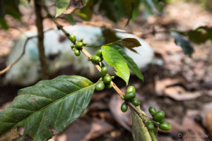 Young Coffee pods on a branch, North Sumatra