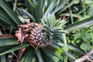 Pineapple, North Sumatra, Indonesia