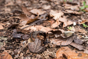 Dried Cocoa pod on the ground, North Sumatra, Indonesia