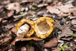Broken Cocoa pod on the ground, North Sumatra, Indonesia