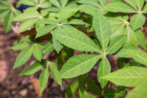 Green cassava leaves, North Sumatra, Indonesia